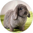 Hari profile picture